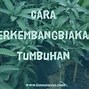 Tumbuhan Yang Berkembang Biak Dengan Stolon Atau Geragih